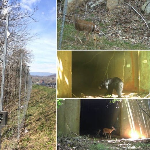 描繪了道路旁邊的圍欄和附近的幾種動物，包括鹿和黑熊。