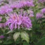 野生佛手柑花的特寫照片
