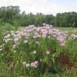 野生佛手柑花在田野