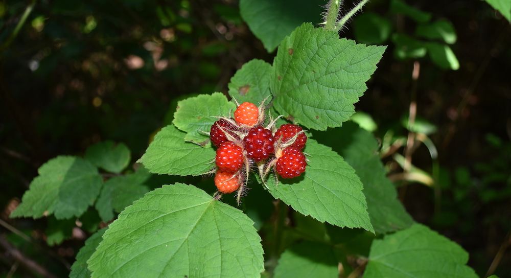 植物上的紅酒莓的圖像，看起來像未成熟的黑莓，但灌木的葉子更寬，刺更小。