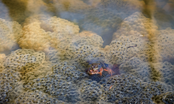被許多雞蛋包圍的木青蛙