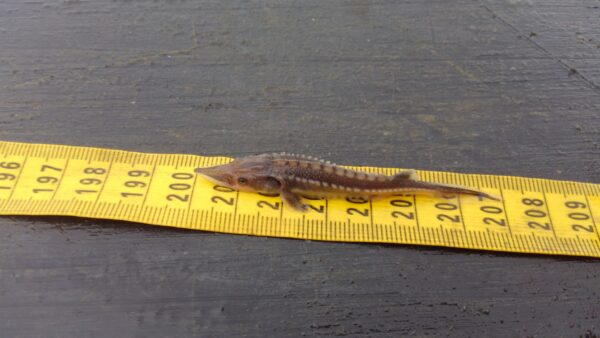 一隻年輕，小，深棕色的大西洋鶴，長度七厘米。