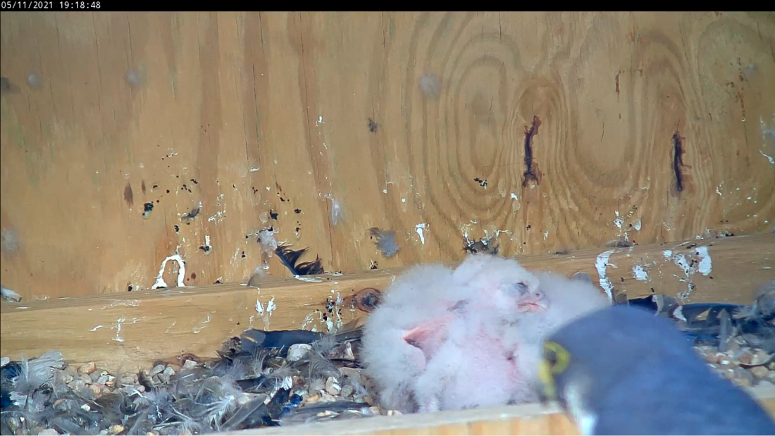 小雞吃完後互相睡著