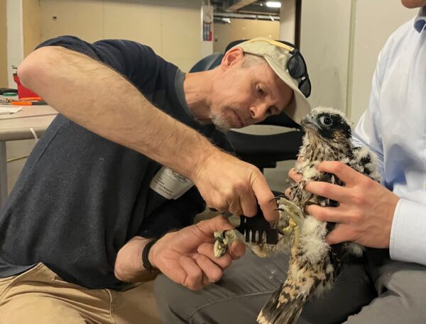 無名鳥類保護生物學家 Sergio Harding 測量一隻流浪雞的腿,以確定它應該接受什麼大小帶。