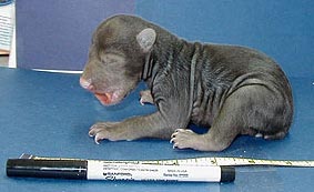 一隻五天的黑熊小，放置在標記和尺子旁邊，以供比例參考。