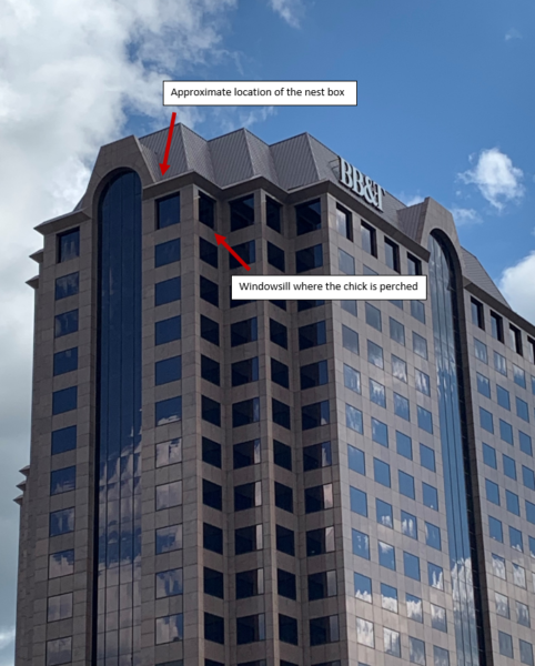 第二次離開邊緣後的小雞位置的註釋照片