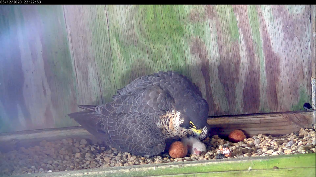 哺乳後約三小時的母鷹與雞