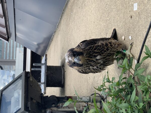 獵鷹小雞在邊緣上釋放後