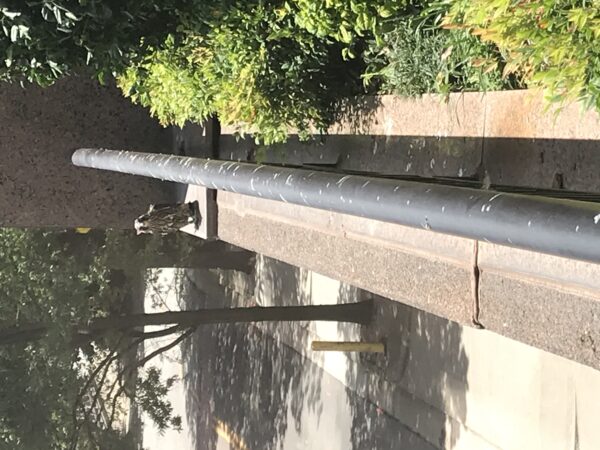 扶手上的流浪鷹小雞