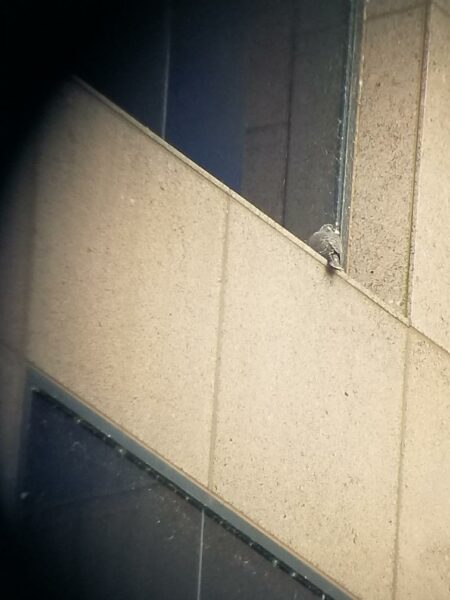 獵鷹小雞坐在窗台上,可以透過偵測器看到