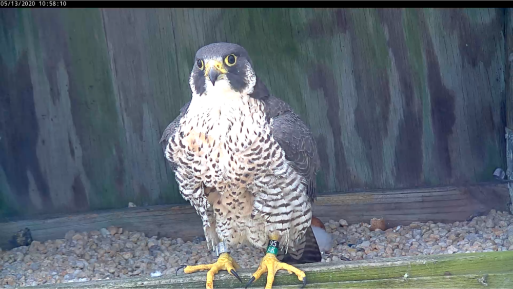 女性站在邊緣上,暫時休息一下自己的孵化和沉默工作