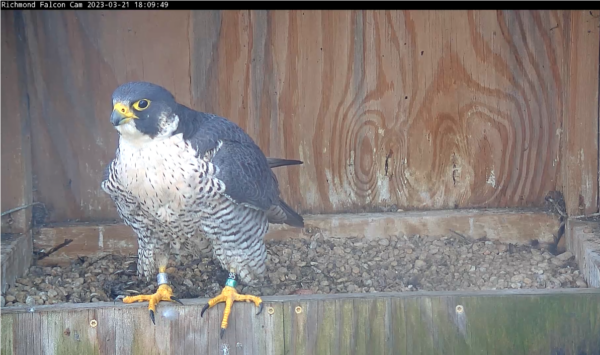 雌性獵鷹坐在巢箱上