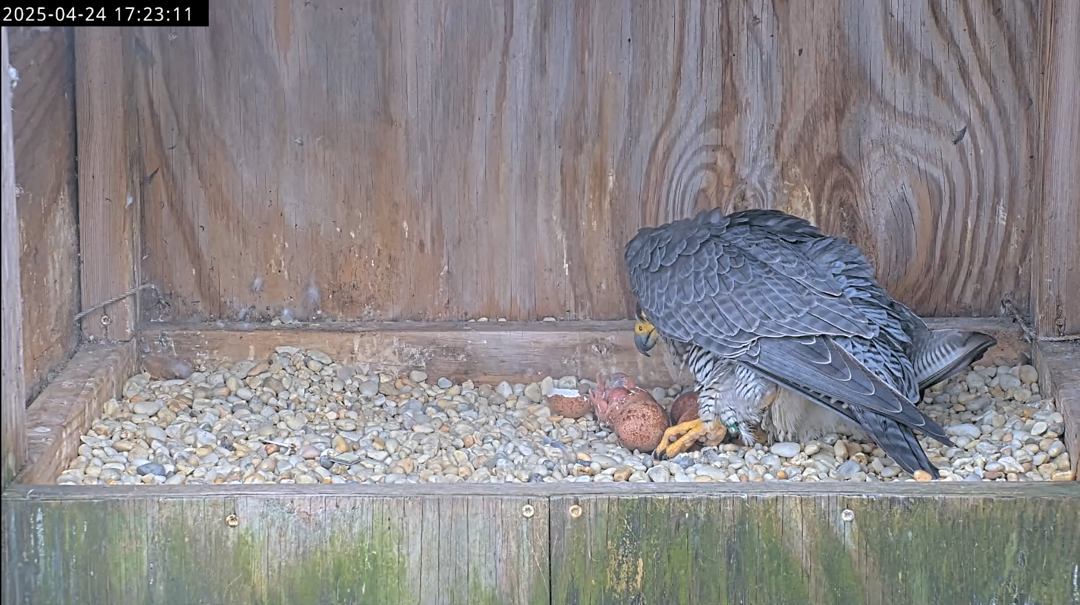 獵鷹父母躺在第一隻新孵出的小雞上，還部分仍在蛋殼中。