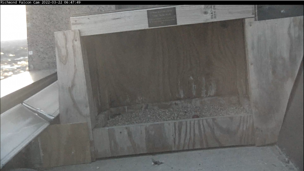 巢中第一個雞蛋的圖像