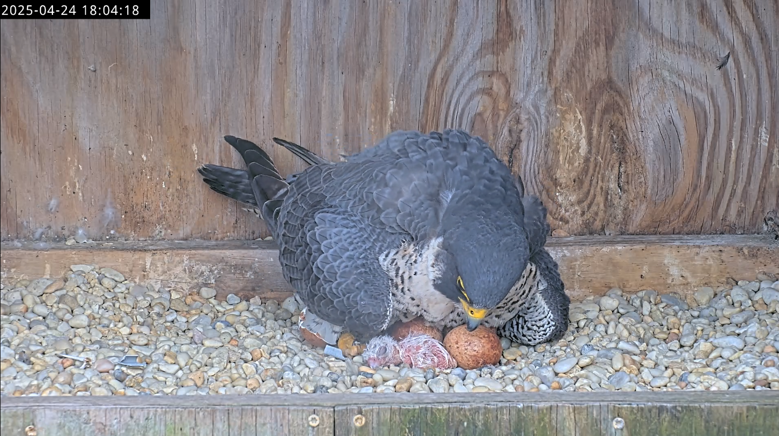 第一隻獵鷹小雞，在母親下看著它的時候出生。
