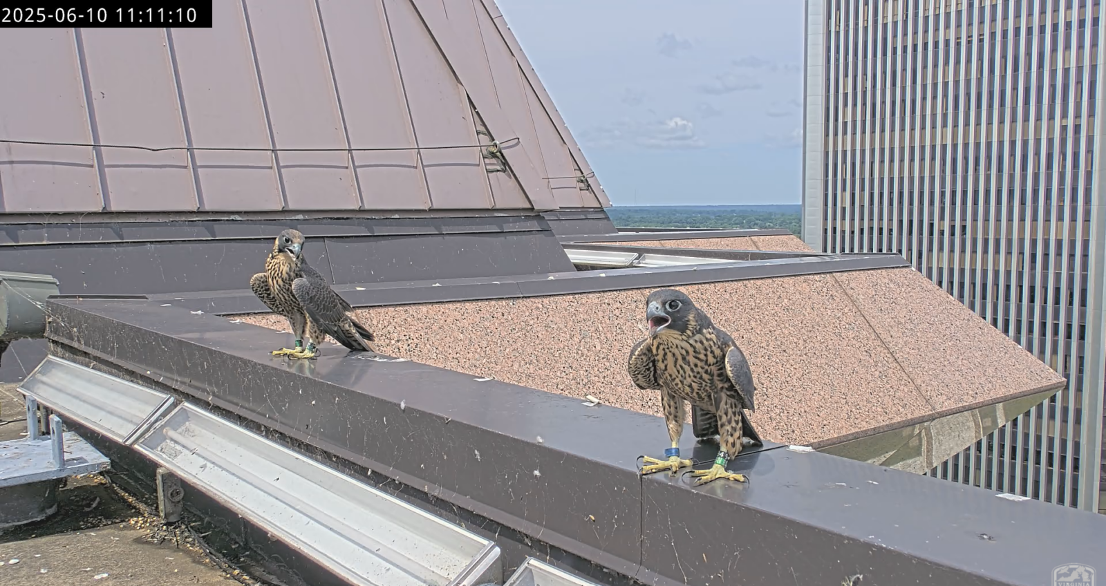 兩隻獵鷹離開鋼琴後不久，坐在河濱西塔的護欄壁上。