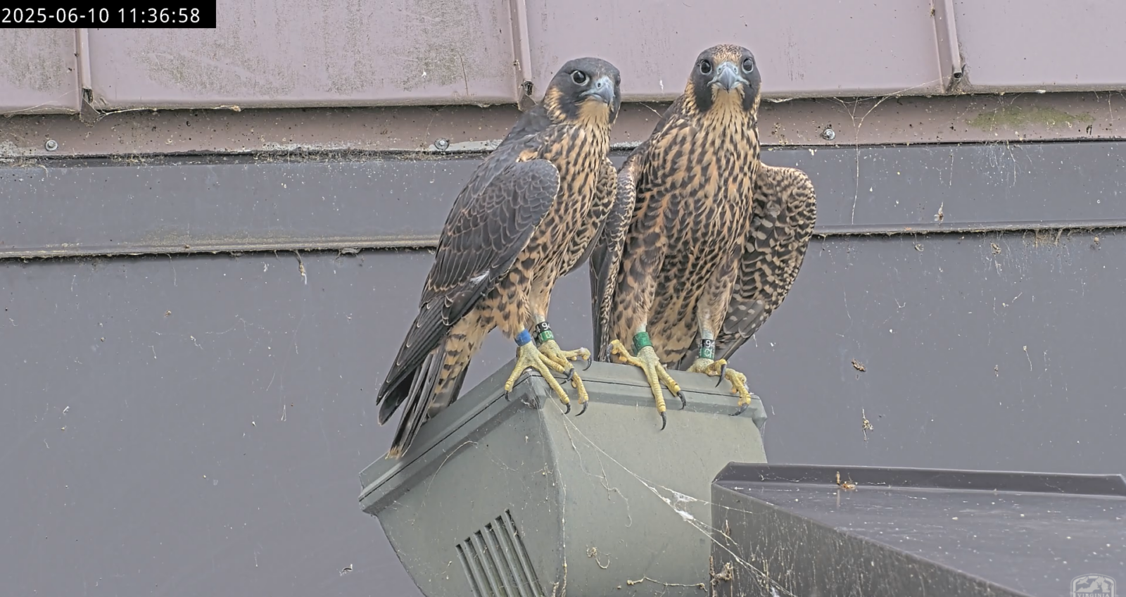 兩隻獵鷹一起坐在河濱廣場西塔上的燈頂上。