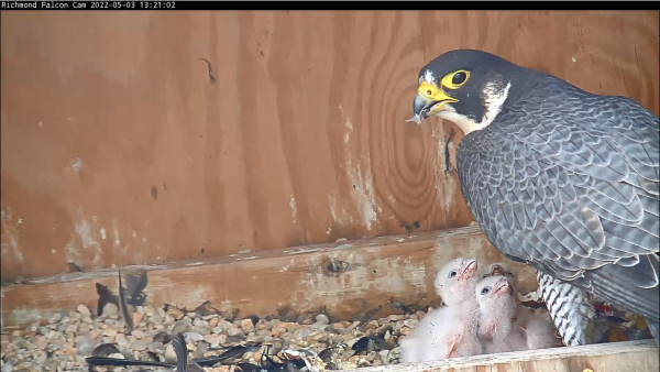 母母餵兩隻小雞