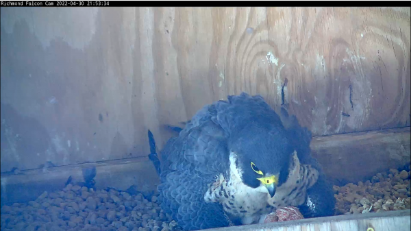 第三隻小雞孵出兄弟姐妹藏在母親下