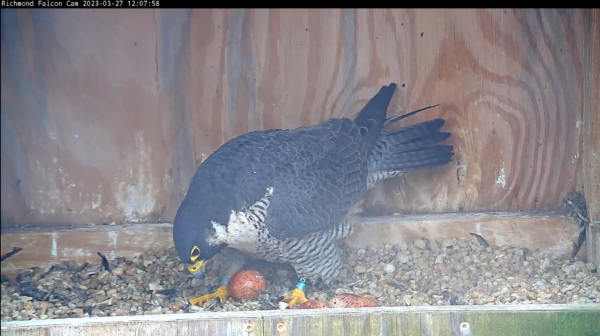 在產卵後,第四個雞蛋(左側),第一次看見。