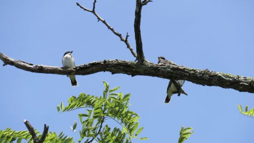 兩隻東方王鳥幼苗在樹枝上
