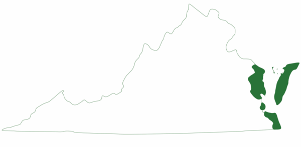 綠海龜僅在弗吉尼亞州東岸的幾個地區發現。