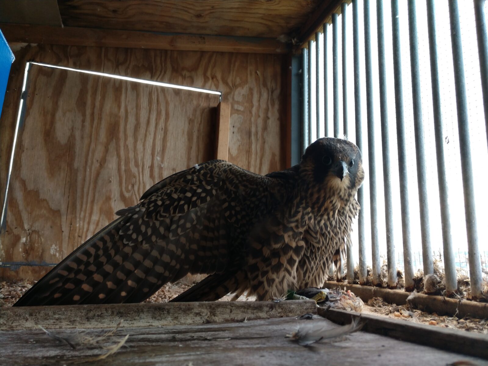 一隻幼鳥獵鷹吃的圖像,是時候讓她放進野生動物