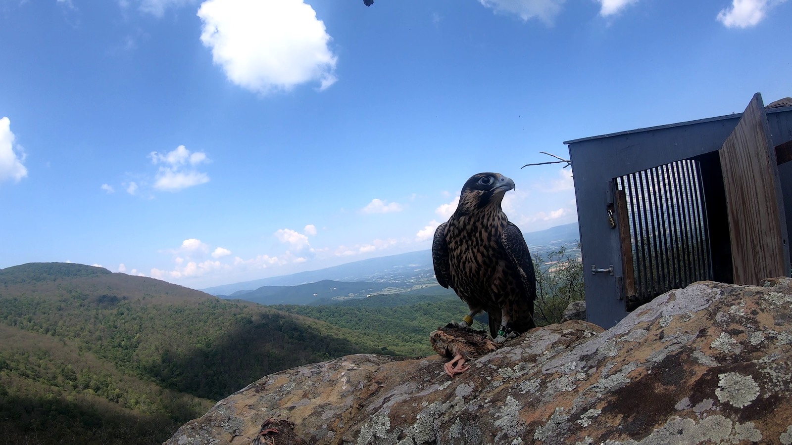 雪南多亞國家公園黑客網站的黃色。