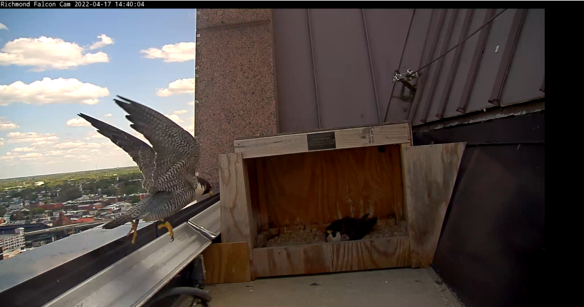 一個男性回來讓女性擺脫哺育工作的圖像