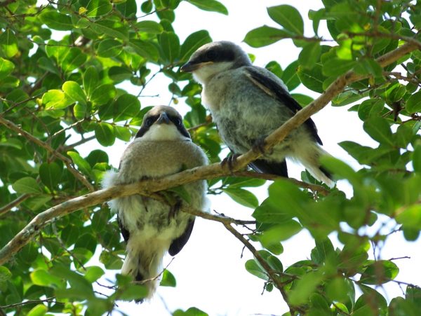 洛格赫德·斯里克的圖像