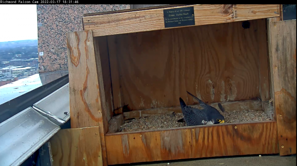 雄性獵鷹仍保持刮痕，它們產卵的凹痕