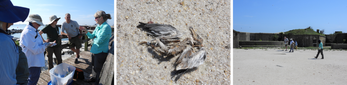 左圖：DWR 工作人員聚集在 Ft。羊毛碼頭，討論他們的採樣策略。中心：在船上發現一隻死亡的普通魚雞。在我們的死亡調查期間收集了這個小雞的樂隊右圖：DWR 工作人員正在勘測 Ft。身體的羊毛遊行場。