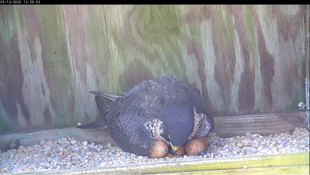 5 月 12 日配雞蛋的雌性