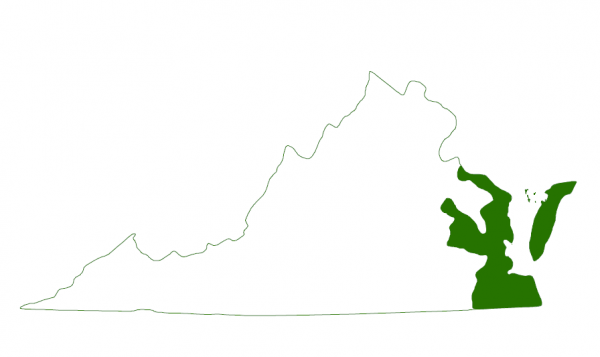 北方鑽石背石斑魚在弗吉尼亞州南部海岸和屏障島上發現