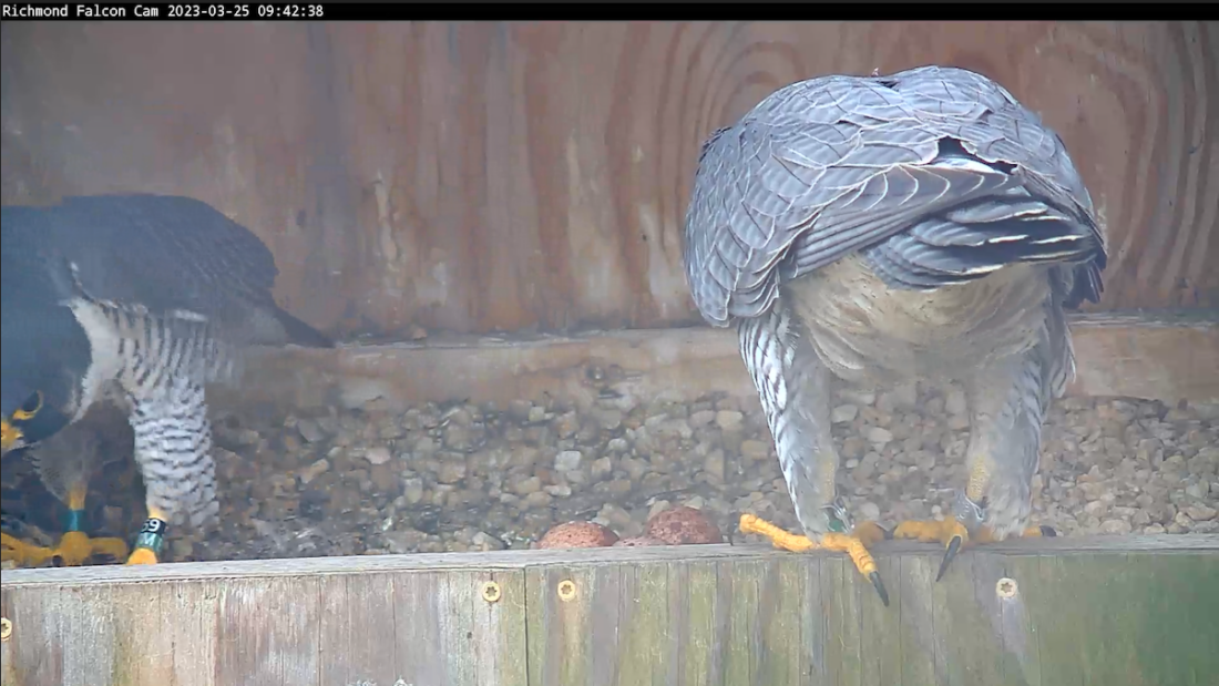 野鳥巢箱的圖像;在這張圖中,鳥類正在切換位置,決定誰會坐在三個雞蛋上