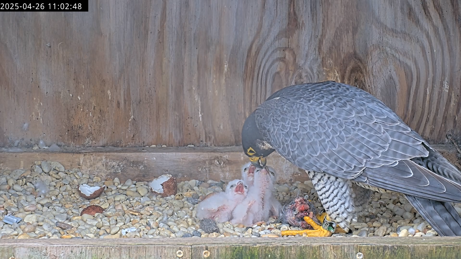 一隻雌鷹餵她的三隻新孵化的小雞。