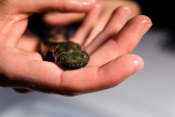 東部地獄兵的圖像