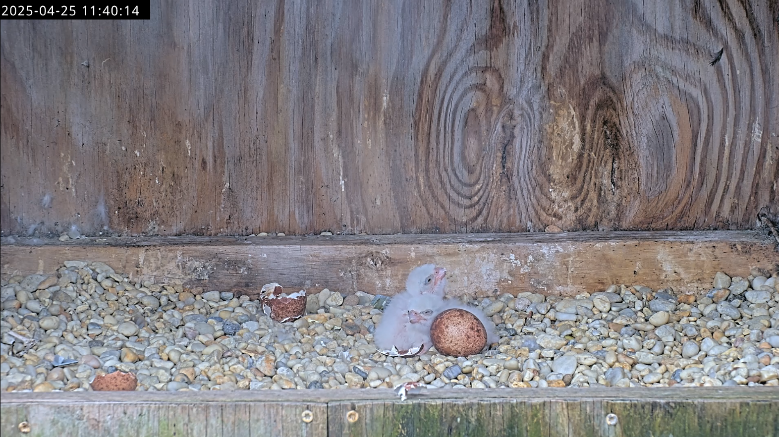 在孵化/哺乳交換期間可見兩隻小雞。