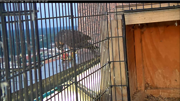 最初，成年雌性試圖從帳篷上方的護欄餵養雞隻，但不成功。