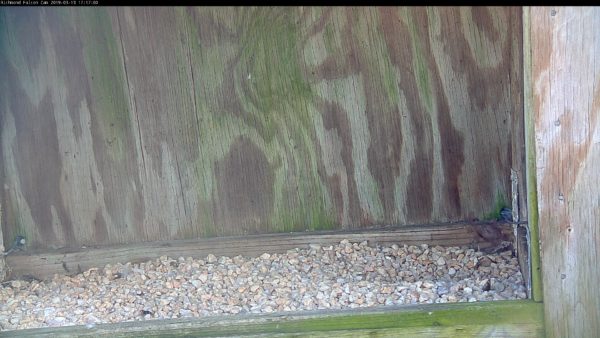 江濱廣場大廈巢箱內的刮痕，