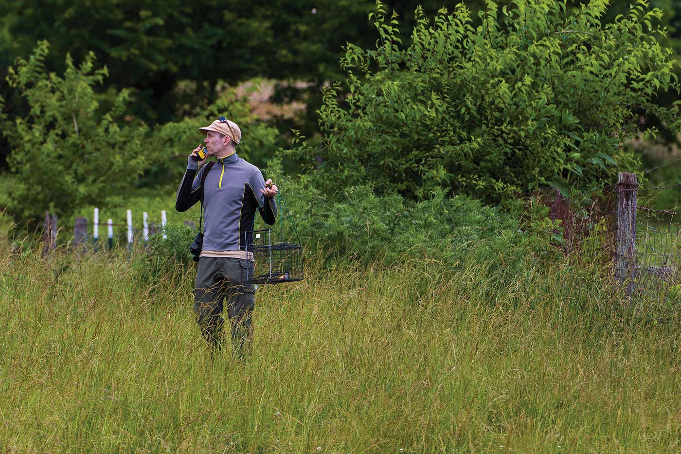 在得知伯勞鳥的位置後，DWR 的一名工作人員在其附近放置了一個裝有老鼠的活捉陷阱 